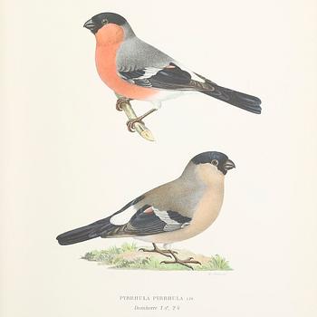 SVENSKA FÅGLAR, 3 volymer, M,W och F. von Wright, Stockholm 1924-29.