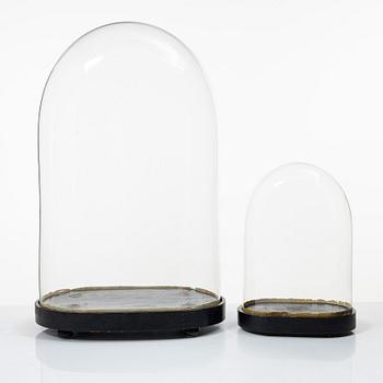 Two glass domes, 19th Century.