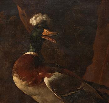 Melchior de Hondecoeter Tillskriven, Andfamilj vid vattenbryn.
