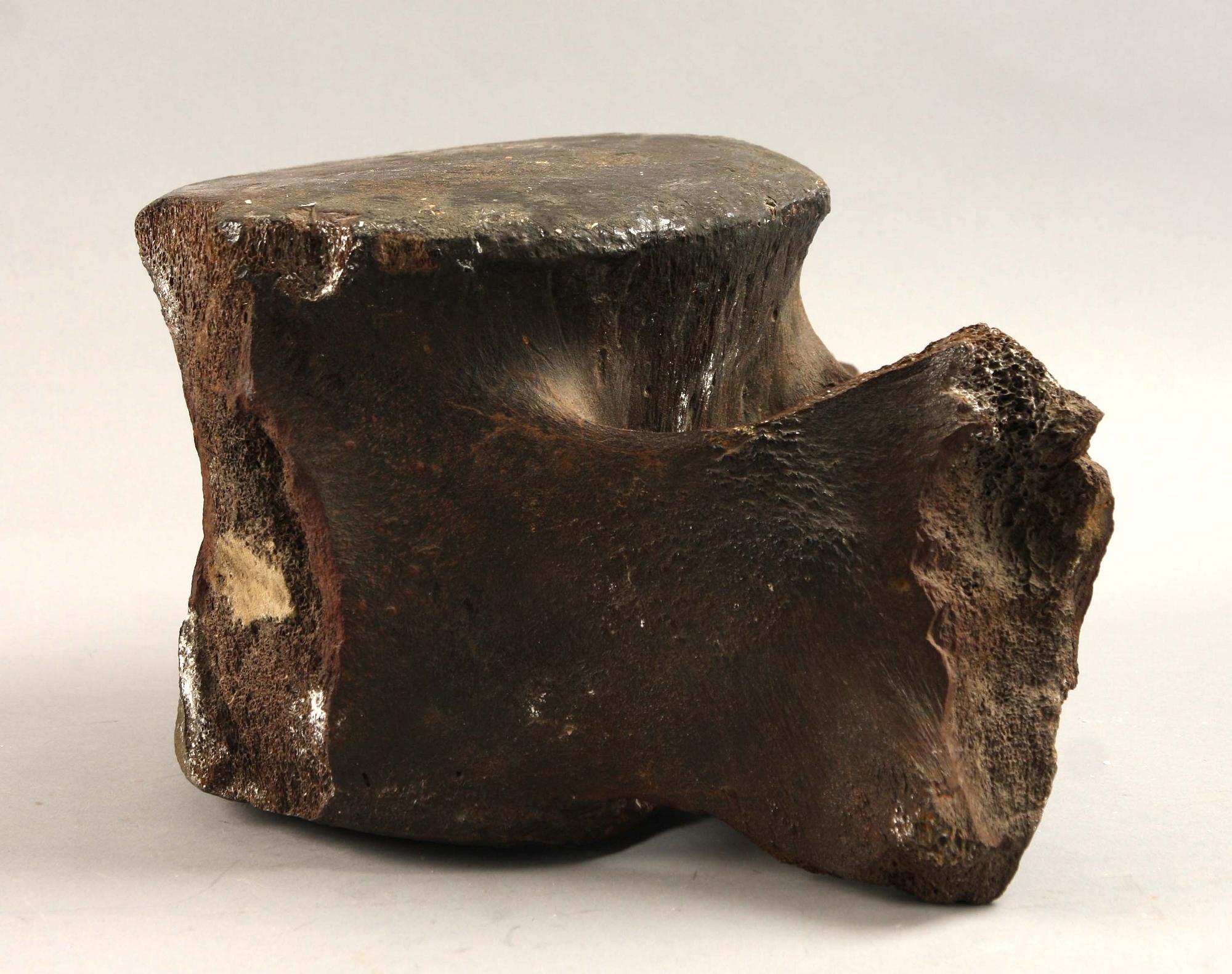 FOSSIL, möjligen av valkota.