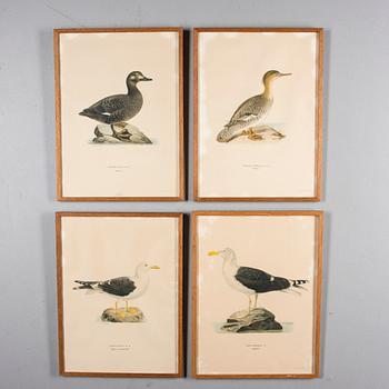 LITOGRAFIER, 4 st, efter von Wright, Magnus, Wilhelm & Ferdinand & Hallberg, Bror. A. Börtzell, Stockholm.