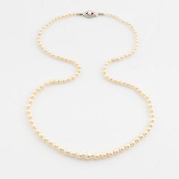 Calibrated cultured pearl necklace.