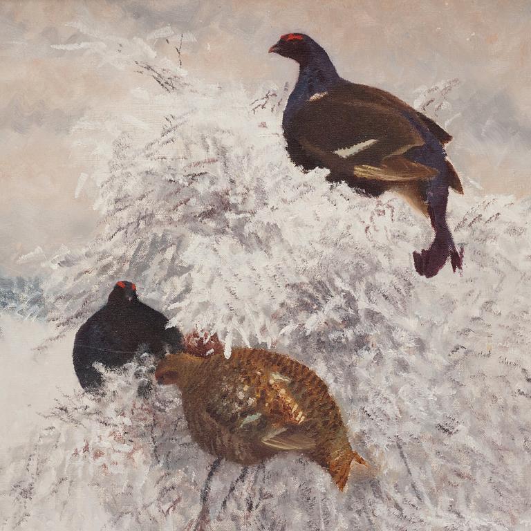 Bruno Liljefors, "Orrar i vinterlandskap" (Winter landscape with black grouse).