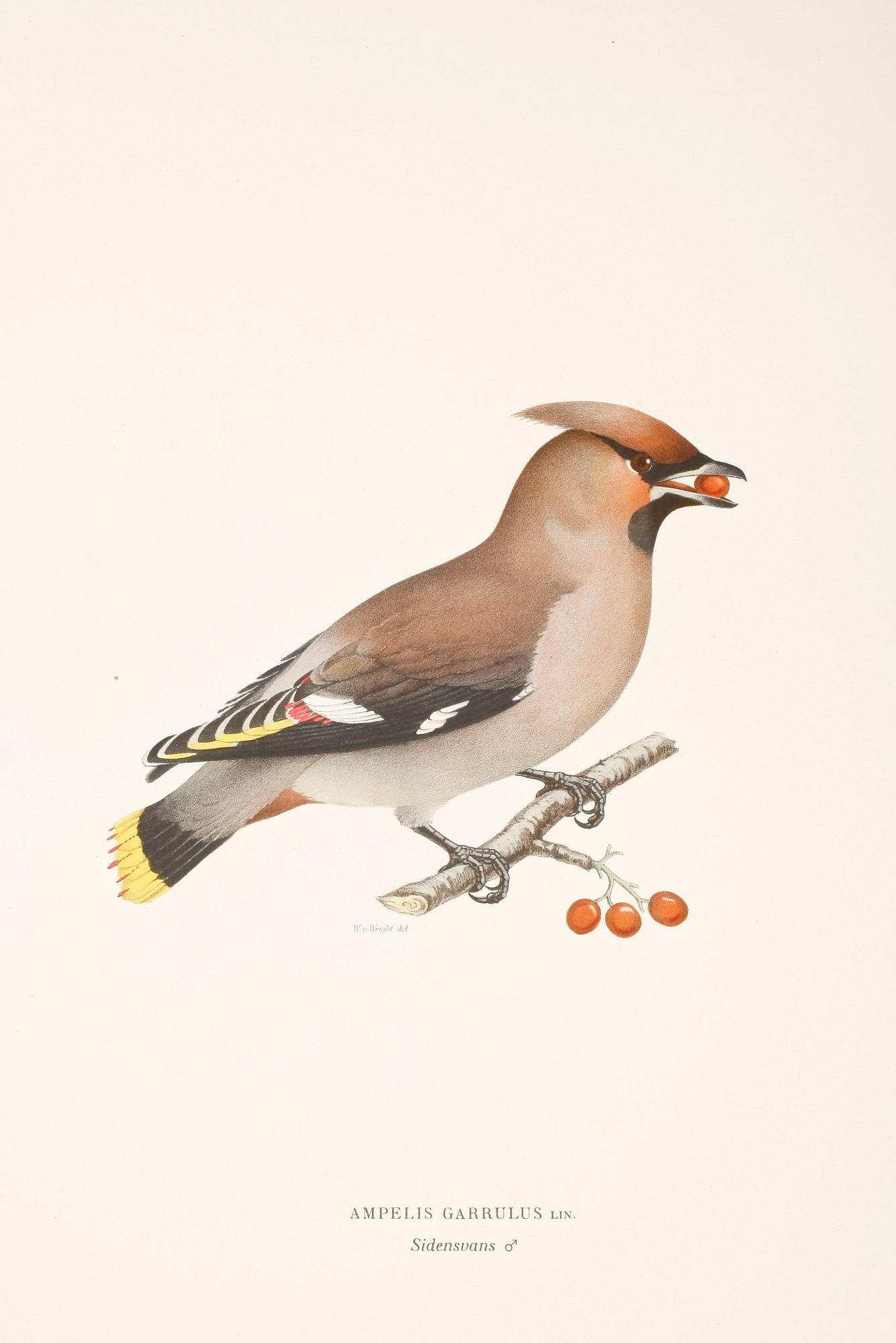 LITOGRAFISKA TRYCK, 100 st, ur von Wrights "Svenska fåglar", 1920-tal.