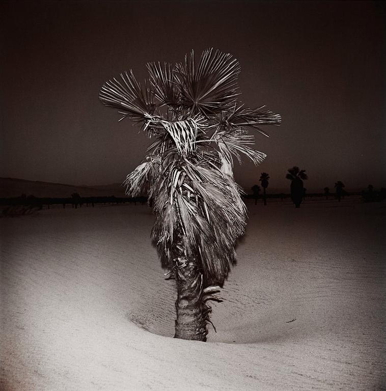 Richard Misrach, "Palm #3", 1975.