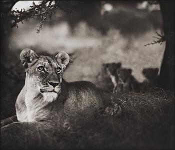 296. Nick Brandt, "Lioness with cubs under tree, Serengeti, 2004".