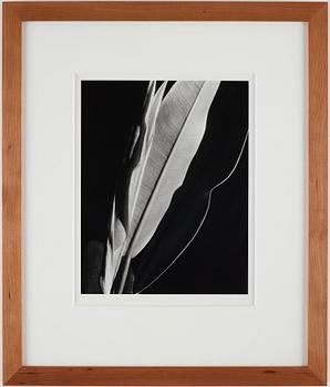 Imogen Cunningham, fotografi präglad signatur.