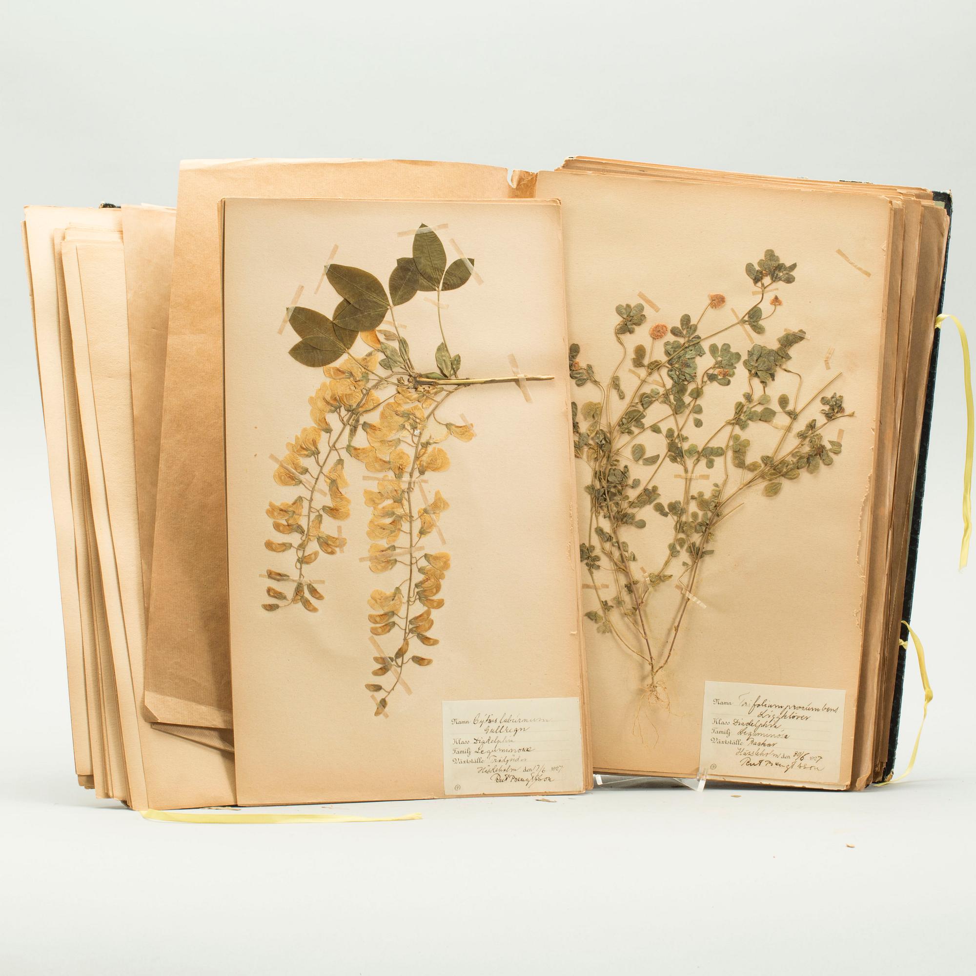 HERBARIUM, 1926-1928.