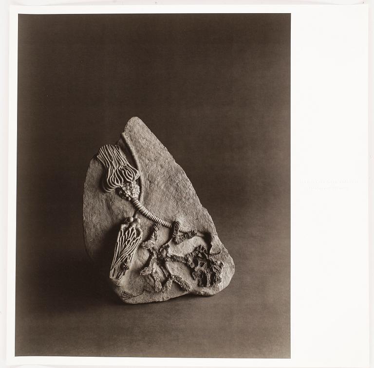 HIROSHI SUGIMOTO, offsetlitografi, "Carboniferous Sea Bottom" (edition of 300).