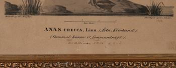 FÄRGLITOGRAFI, Wilhelm von Wright, ur verket "Svenska Foglar", daterad 1828, Stentryck af C. v. Schéete.