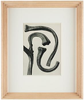 Karl Blossfeldt, "Urformen der Kunst", 1928 (22 parts).