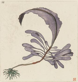 Sten Eklund, "Alg" (fig 20/16),  From "Kullahusets hemlighet".