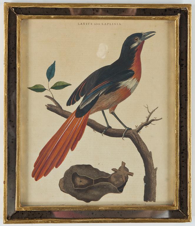 KOPPARSTICK, 2 st, kolorerade, 1800-tal.