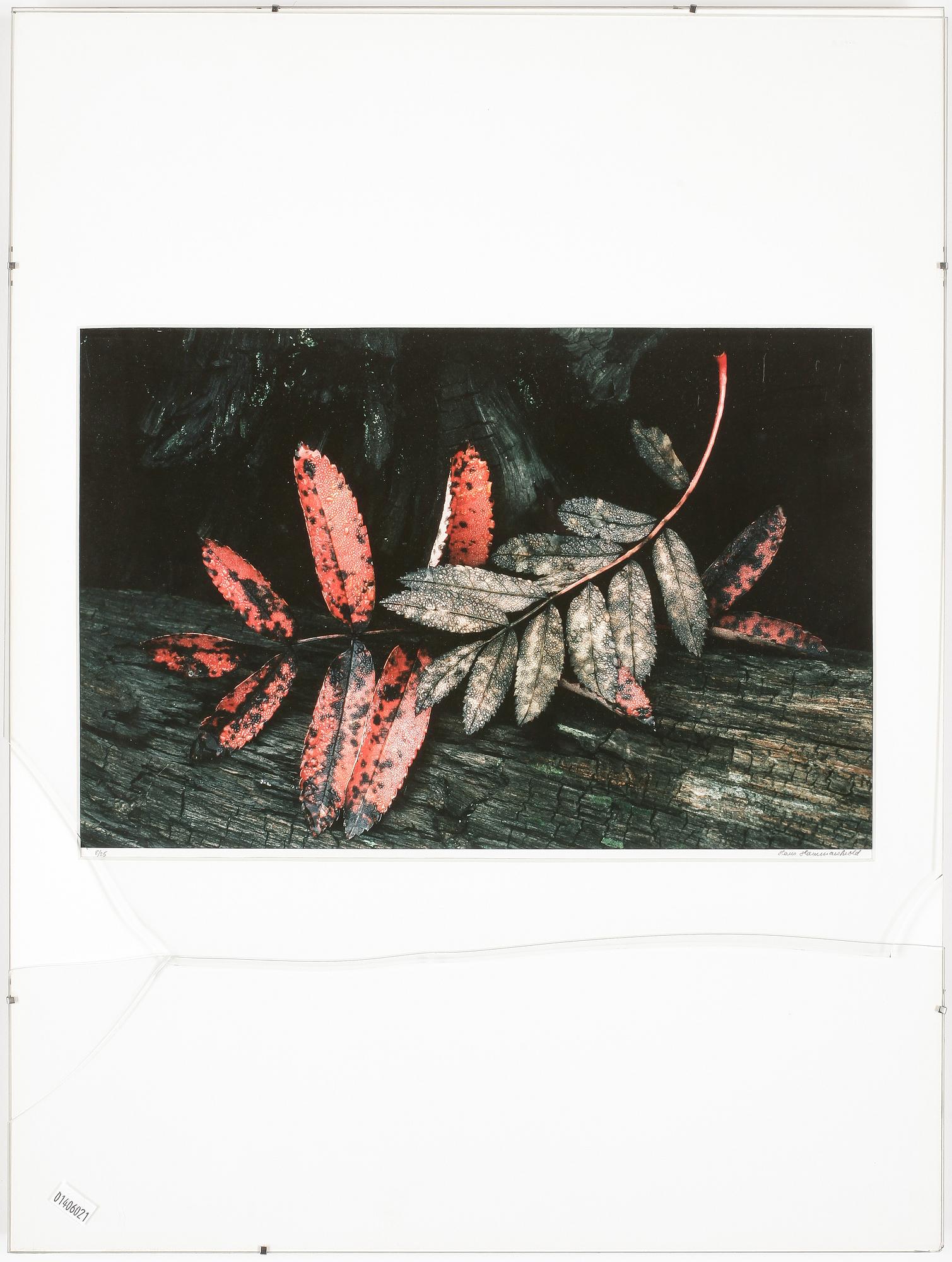 HANS HAMMARSKIÖLD, cibachrome fotografi, signerad, numrerad 8/25, 1976.