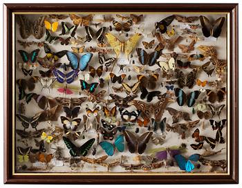 696. A framed collection of butterflies.