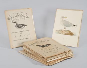 MAGNUS & WILHELM VON WRIGHT, 119 st, litografiska tryck ur "Svenska fåglar", 1900-talets första hälft.