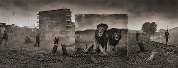 792. Nick Brandt, "Railway Line With Lion Brothers", 2015.