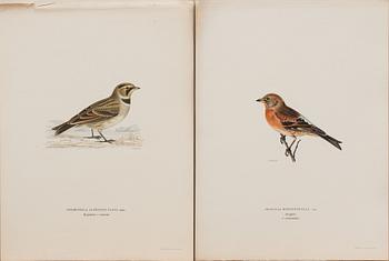 LITOGRAFIER, 41 st, ur "Svenska fåglar", Bror Hallberg, Magnus och Wilhelm von Wright, 1900-talets första hälft.