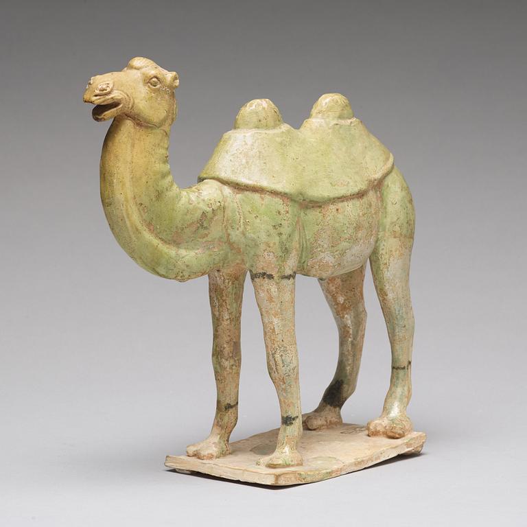 A potted green glazed figure of a camel, Tang dynasty, (618-907).