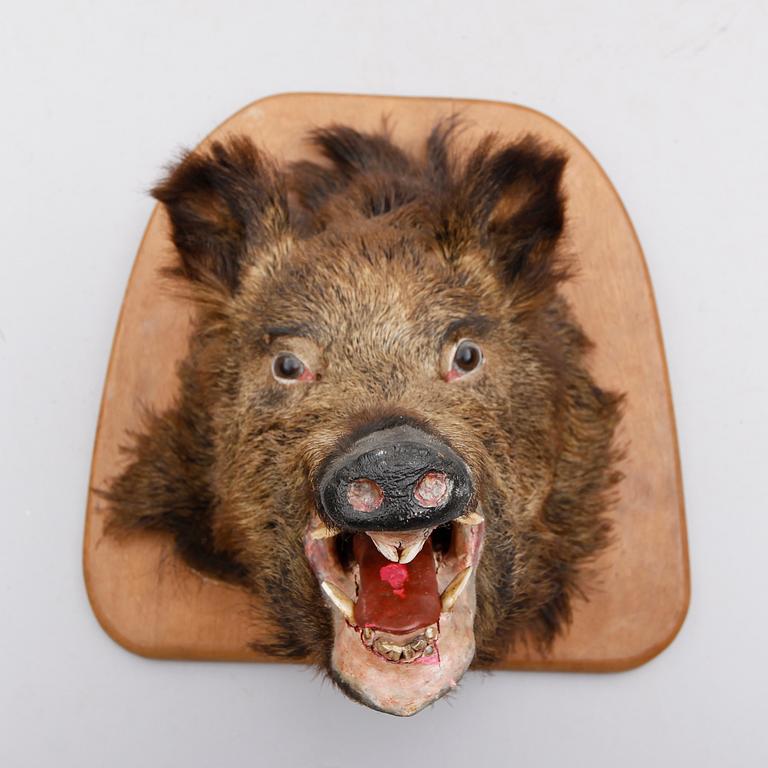 TAXIDERMI,  vildsvinshuvud.