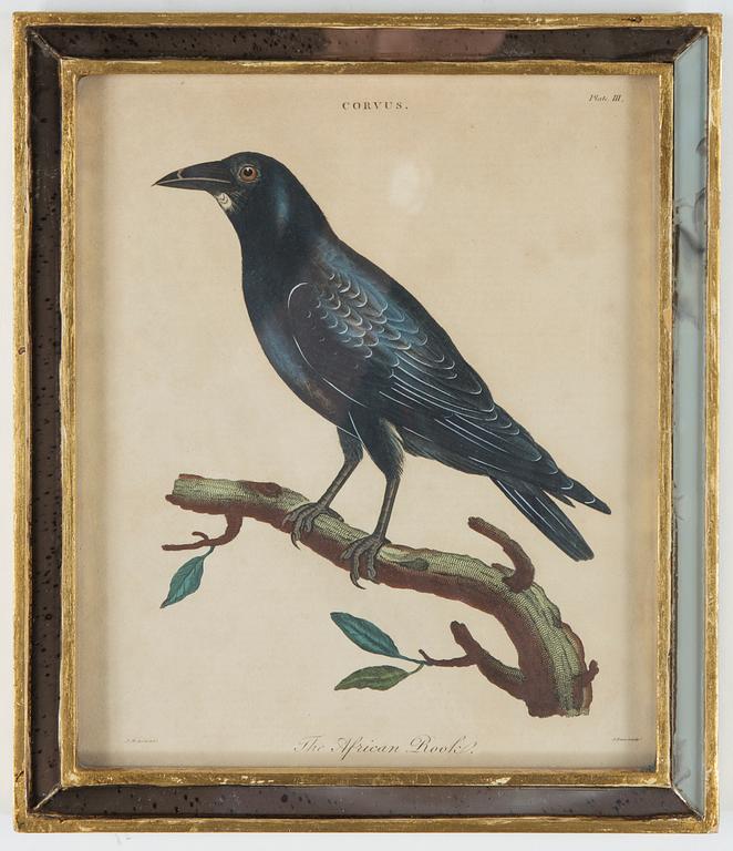 KOPPARSTICK, 2 st, kolorerade, 1800-tal.