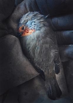 Anna Clarén, "The Dead Bird in my Hands", 2018.