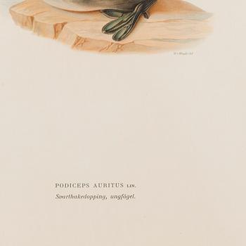 LITHOGRAPHS, 5 pcs, after Wilhelm von Wright and Bror Hallberg. A. Börtzell, Stockholm.