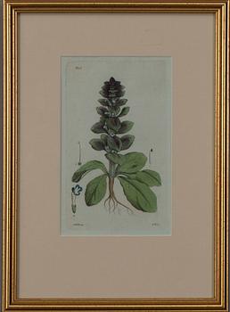 JOHAN WILHELM PALMSTRUCH, 4 st, handkolorerade kopparstick, 1800-talets början.