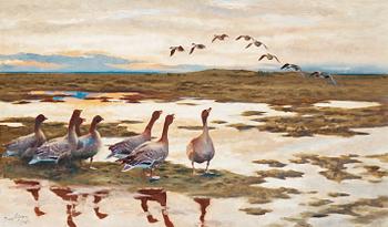 692. Bruno Liljefors, Geese in a landscape.