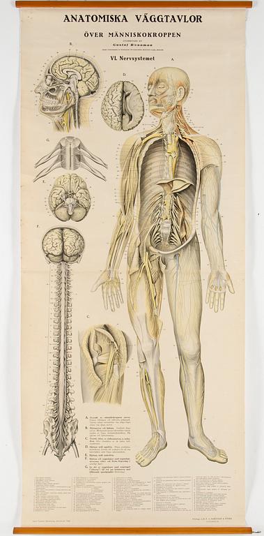 ANATOMISKA PLANSCHER, 3 stycken, bland annat Gustaf Wennman, en med datering 1930.