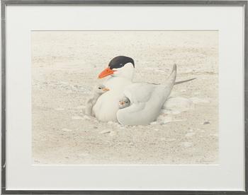 Lars Jonsson, "Tern with Chicks".