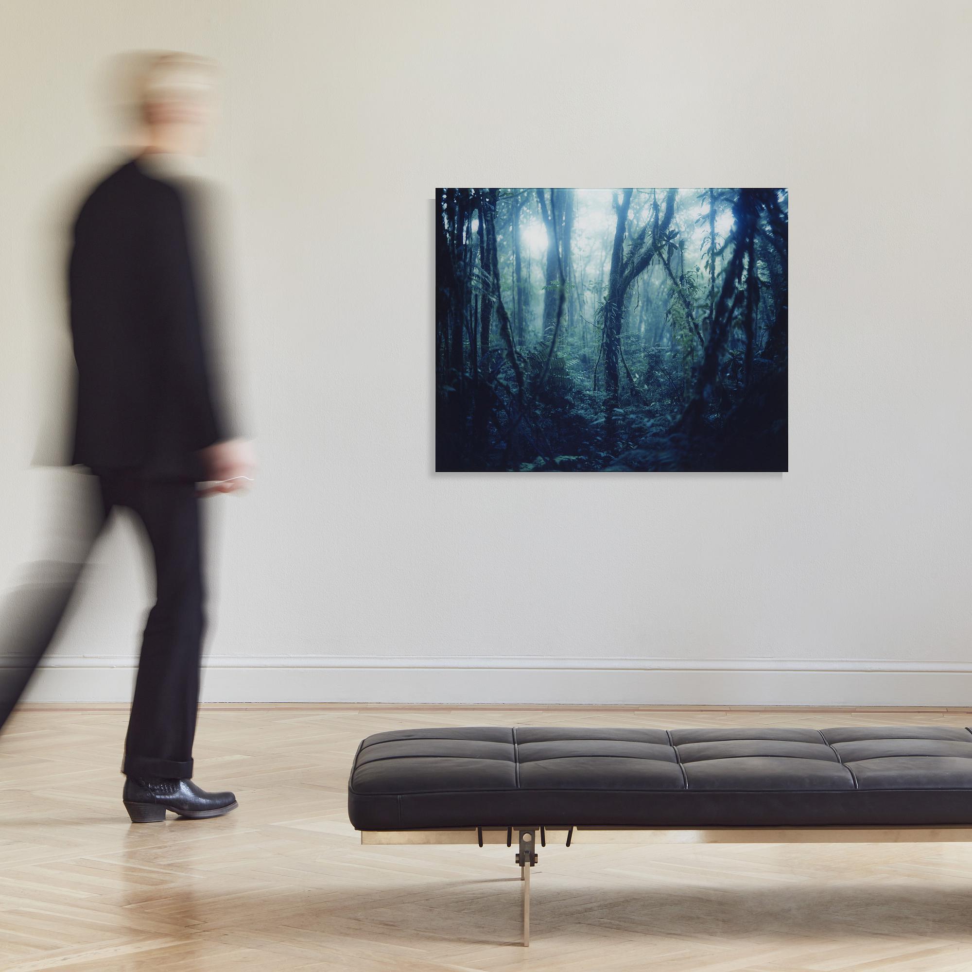 Denise Grünstein, "Cloud Forests".
