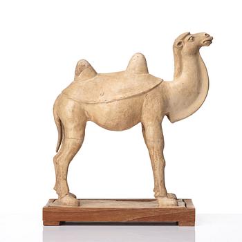 A yellow glazed camel, Tang dynasty (618-906).