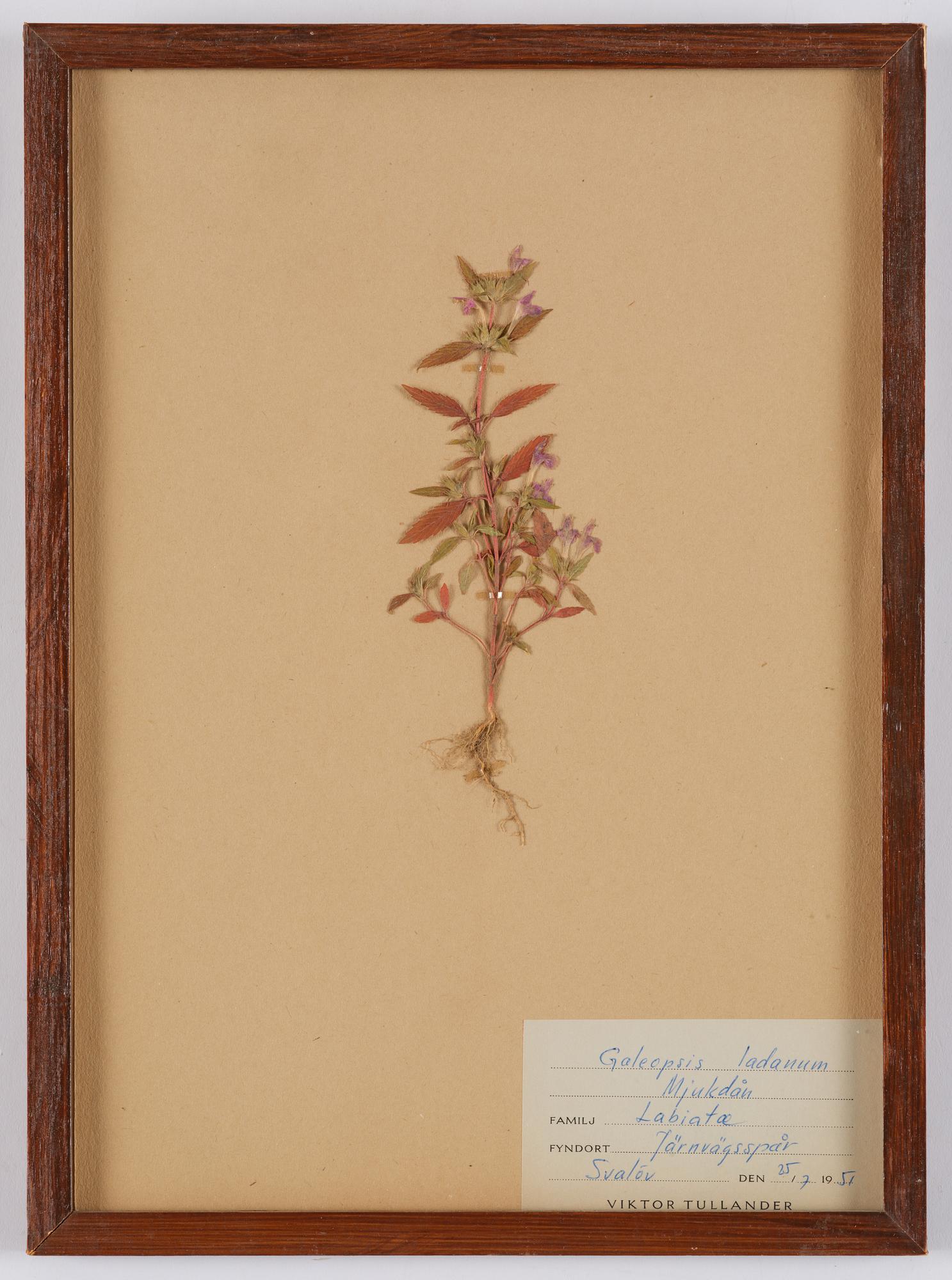 Herbarium, 10 delar, Sverige, 1930-1970-tal.