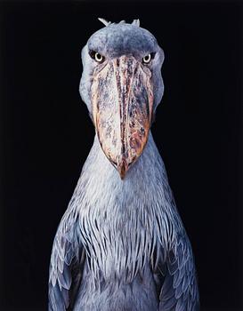 213. Tim Flach, "Shoebill", 2018.