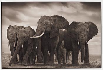 440. Nick Brandt, "Elephant Five, Amboseli", 2008.