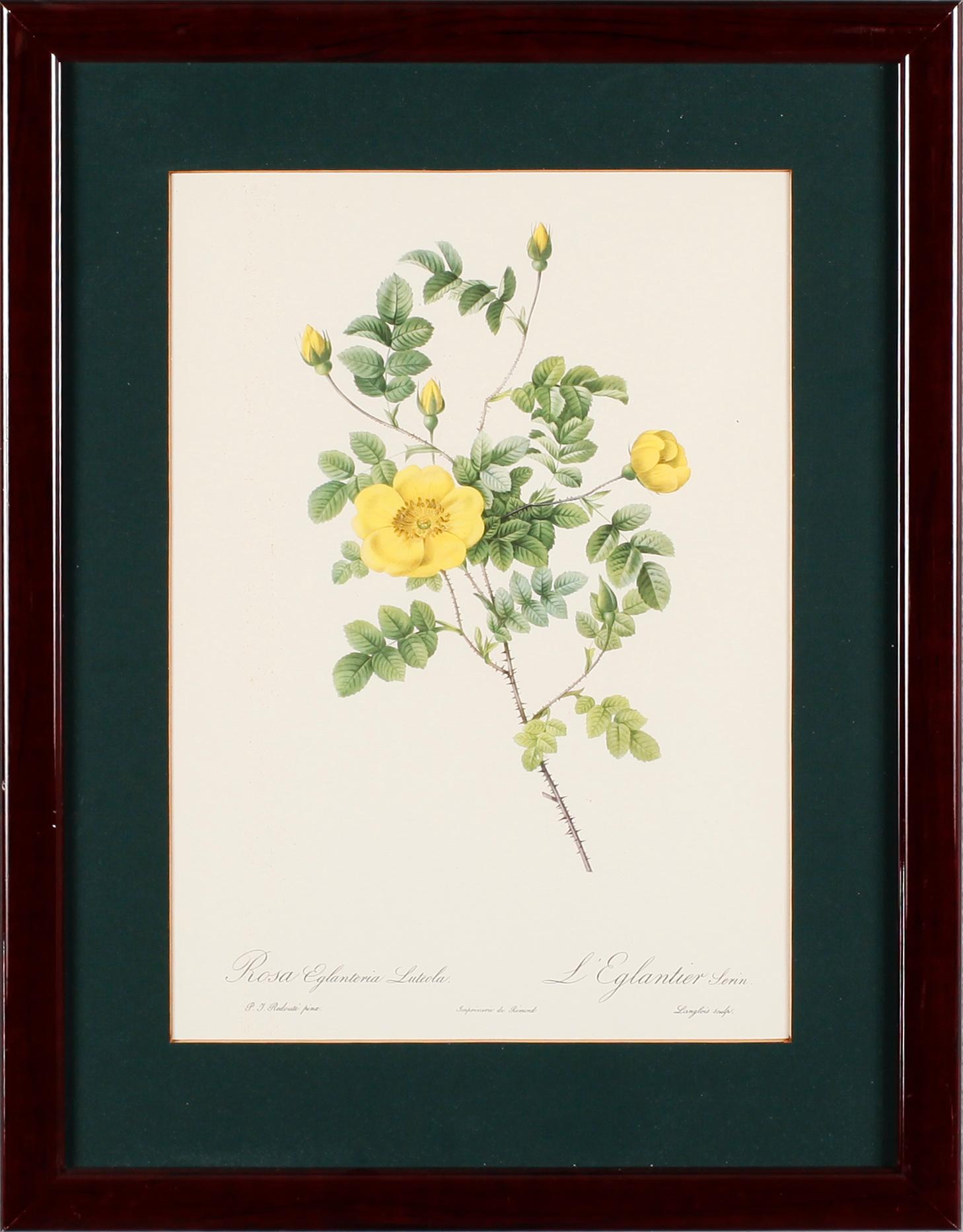 TAVLOR, 5 st, efter Redouté, tryck, 1900-talets andra hälft.