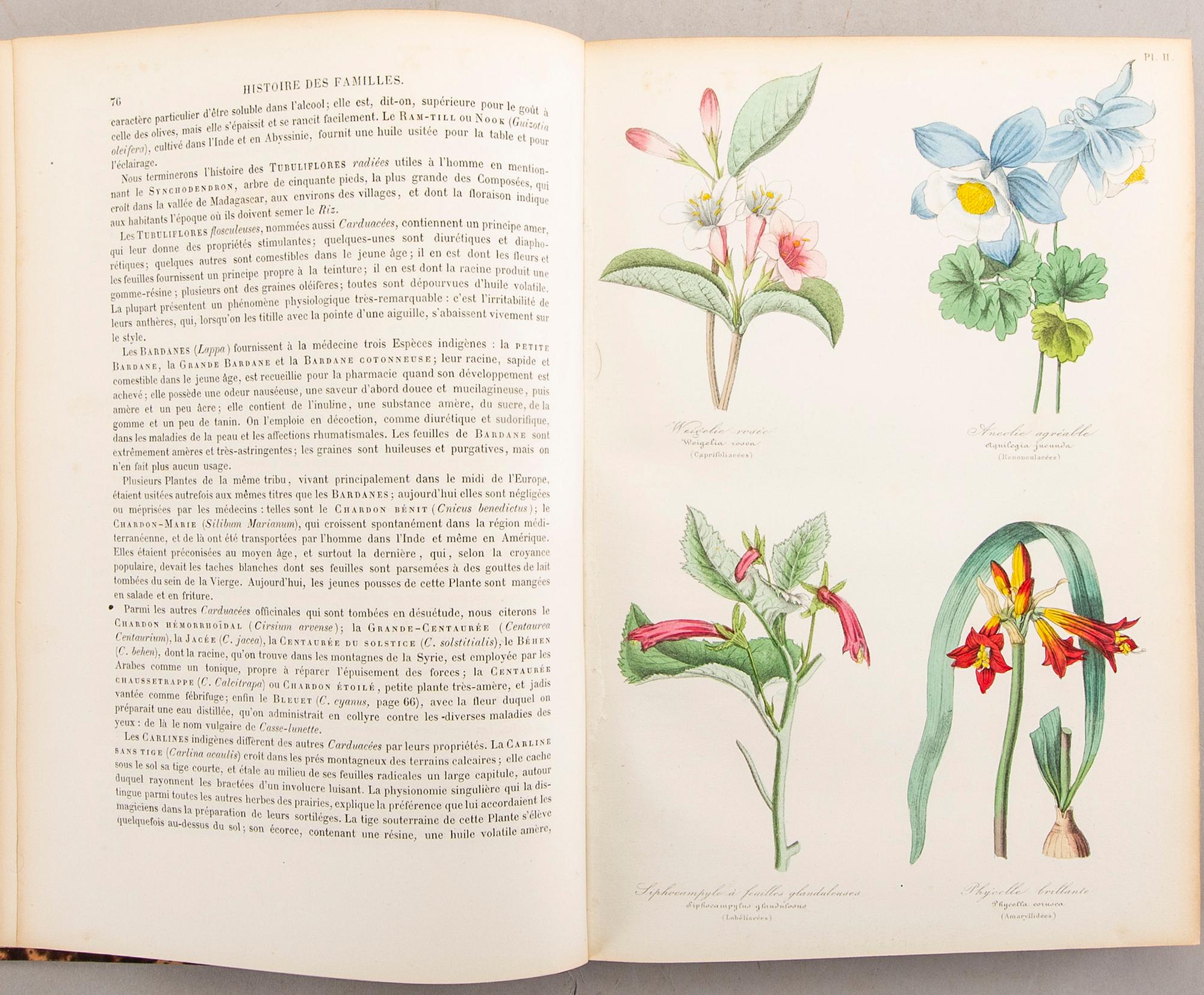 Emmanuel Le Maout, book 'Botanique. Organographie... Histoire naturalle', Paris 1855.