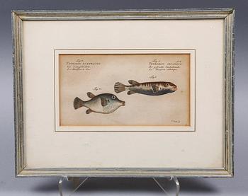 HANDKOLORERADE KOPPARSTICK, 3 st. Ur "Allgemeine Naturwissenschaft der Fische", utgiven Berlin 1782-95.