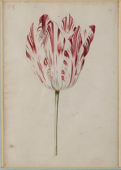 Jacob Marrel Attributed to, Study of flowers (7).