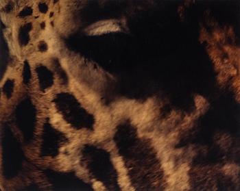 MARTINA HOOGLAND IVANOW, analog c-print. Signed and numbered 1/5 on verso.