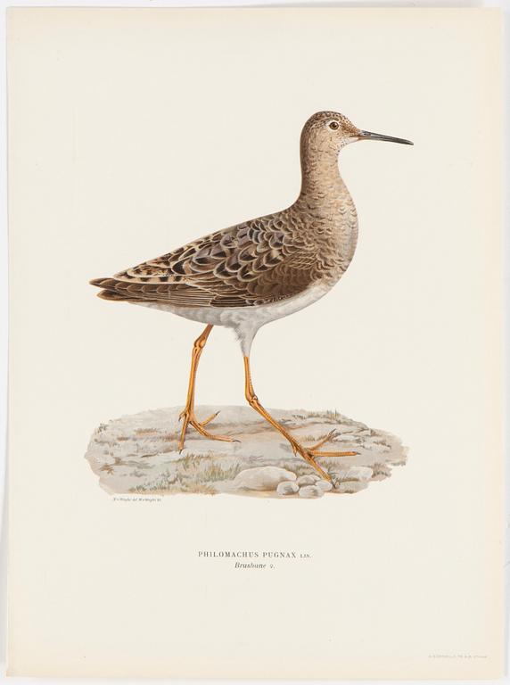 LITOGRAFISKA TRYCK, 40 st, ur M och W von Wrights "Svenska fåglar", A. Börtzells, Stockholm, 1917-29.