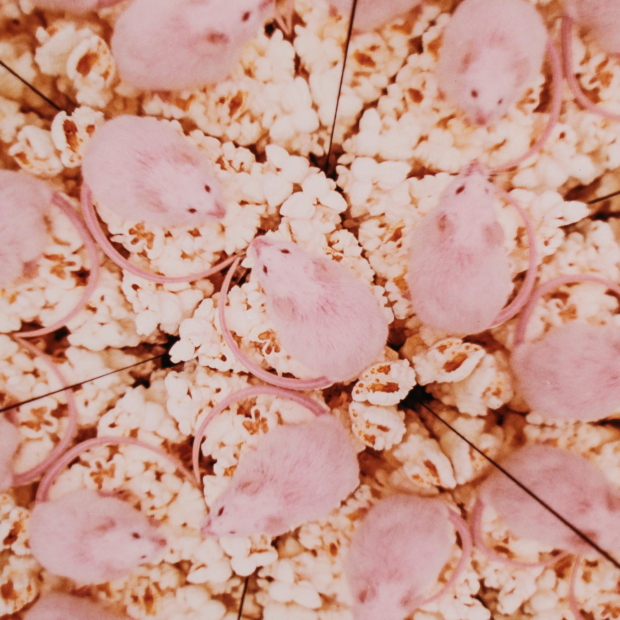 STEFAN HOLM, fotografi, signerat och daterat -96 samt numrerat 1/25 a tergo.