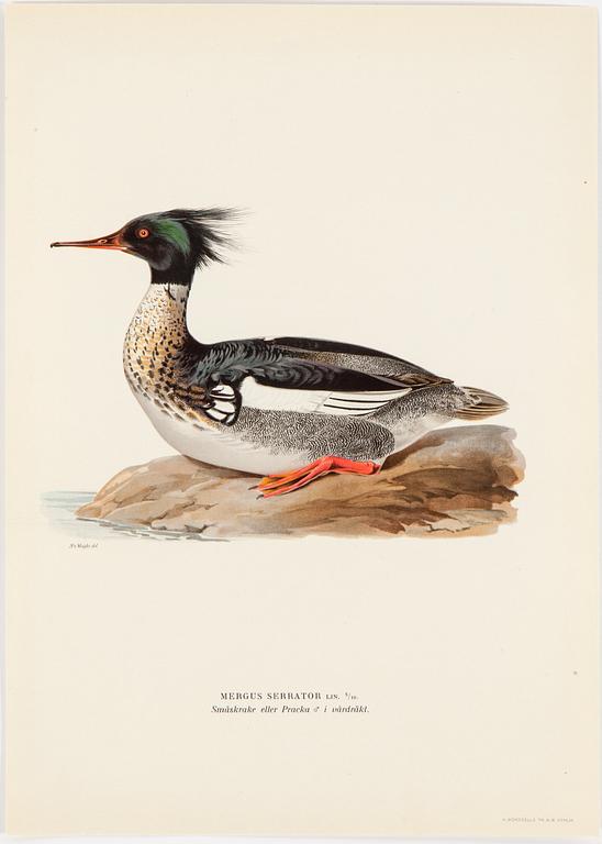 LITHOGRAPH app 120, after M & W von Wrights "Svenska fåglar", A Börtzells, Stockholm, 1917-29.
