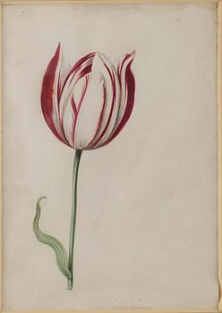 Jacob Marrel Attributed to, Study of flowers (7).