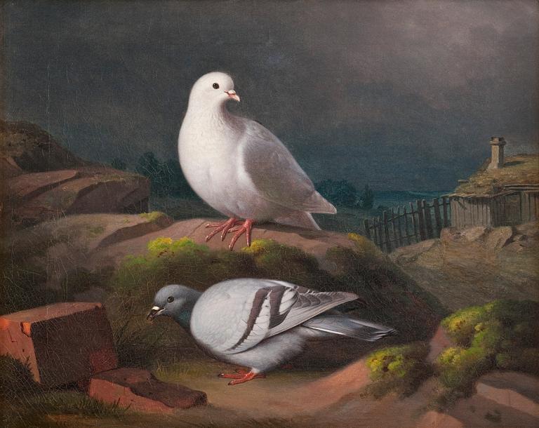 Ferdinand von Wright, "DOVES ON A CLIFF".