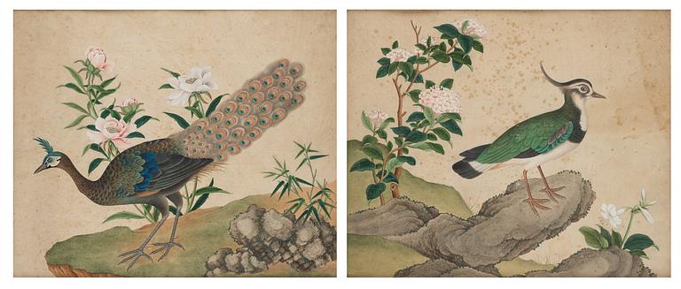 Two ornitological paintings, chinese school, Qing dynasty, circa 1800.