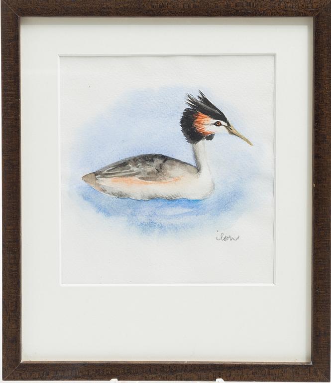 Ilon Wikland, Black-necked grebe.