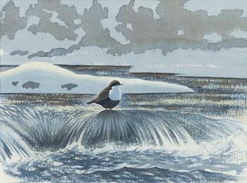 Dan Zetterström, Bird.