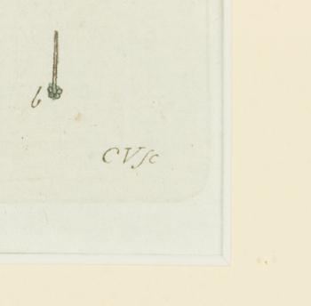 Twelve hand-coloured engravings, J.W. Palmstruch, from 'Svensk Botanik', 1802-1840.